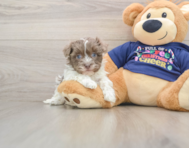 5 week old Havanese Puppy For Sale - Lone Star Pups