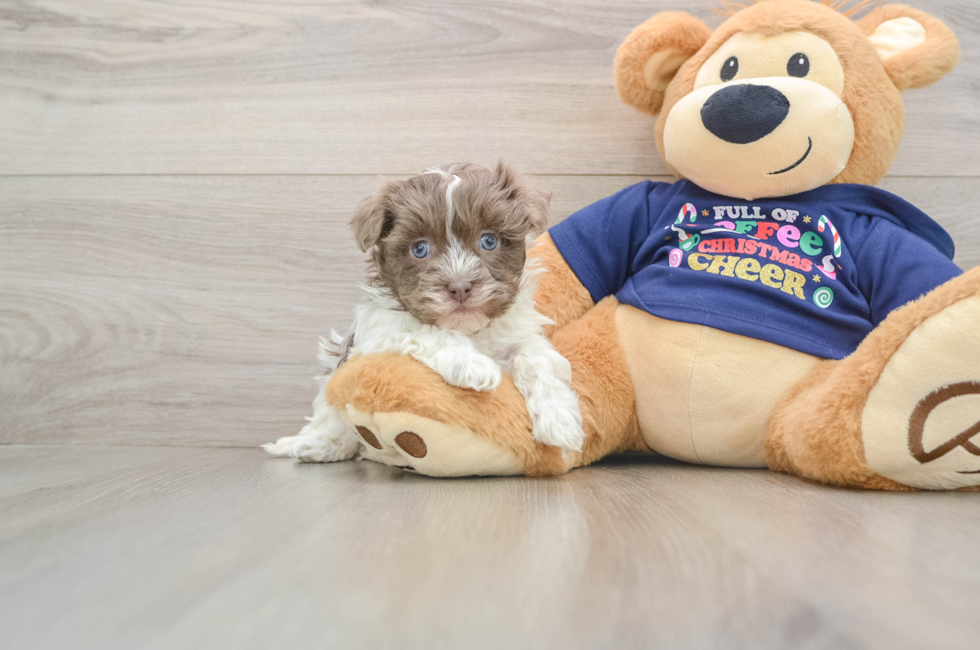 6 week old Havanese Puppy For Sale - Lone Star Pups