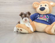 6 week old Havanese Puppy For Sale - Lone Star Pups