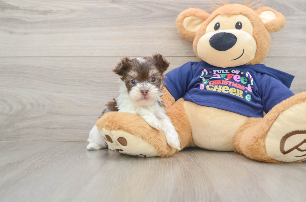 6 week old Havanese Puppy For Sale - Lone Star Pups