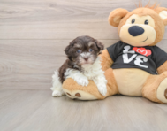 7 week old Havanese Puppy For Sale - Lone Star Pups