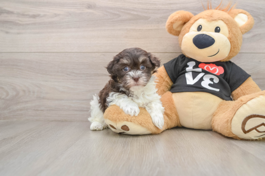 Adorable Havanezer Purebred Puppy