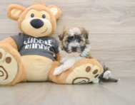 5 week old Havanese Puppy For Sale - Lone Star Pups