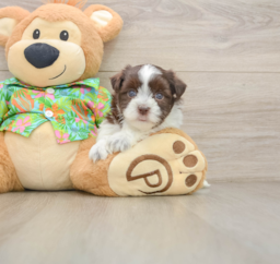 5 week old Havanese Puppy For Sale - Lone Star Pups