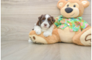 Sweet Havanese Cuban Bichon Purebred Puppy