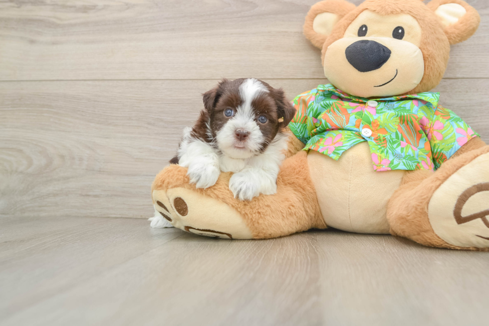 Sweet Havanese Cuban Bichon Purebred Puppy
