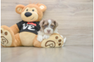 Havanese Puppy for Adoption