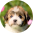 Havanese Puppy For Sale - Lone Star Pups