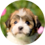 Havanese Puppies For Sale - Lone Star Pups