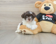 6 week old Havanese Puppy For Sale - Lone Star Pups