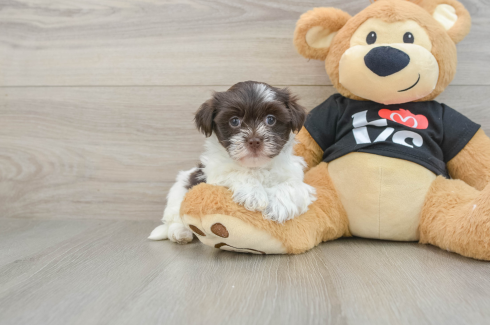 6 week old Havanese Puppy For Sale - Lone Star Pups