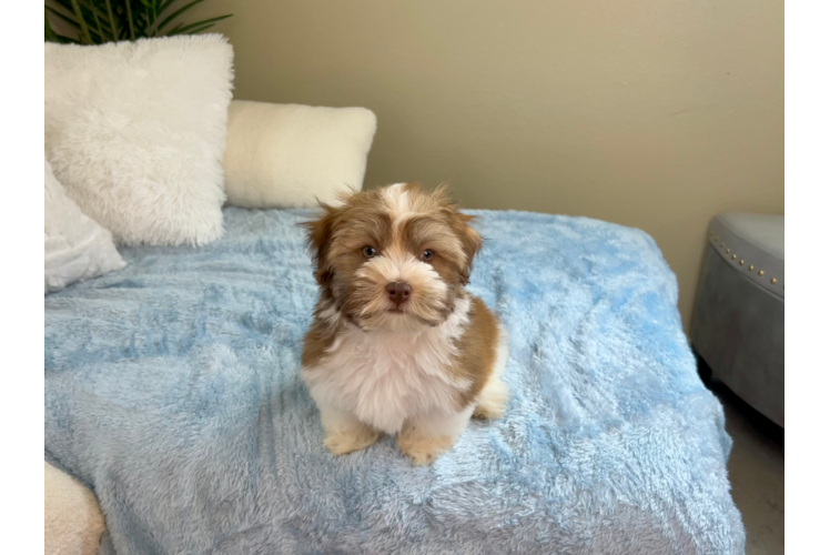 Cute Havanese Purebred Pup