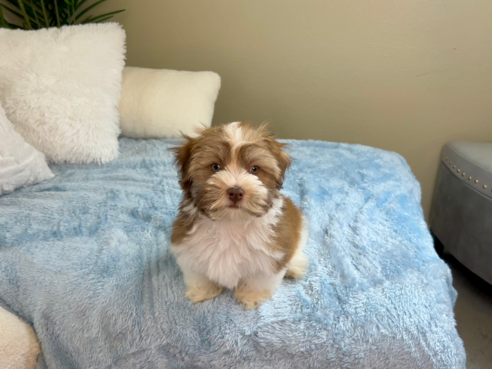 Cute Havanese Purebred Pup