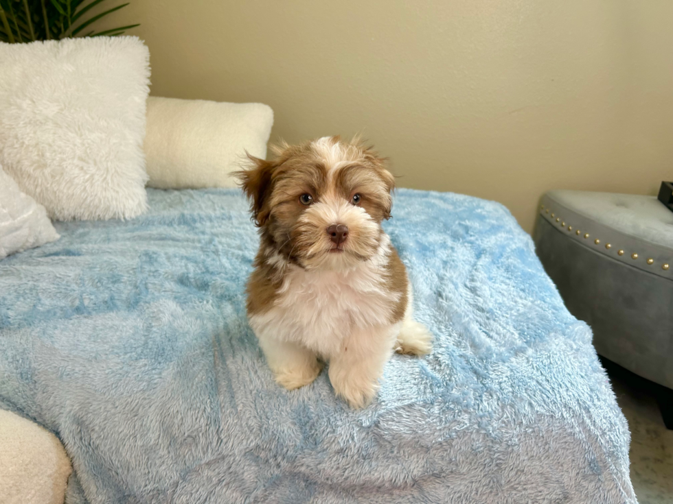 Havanese Pup Being Cute