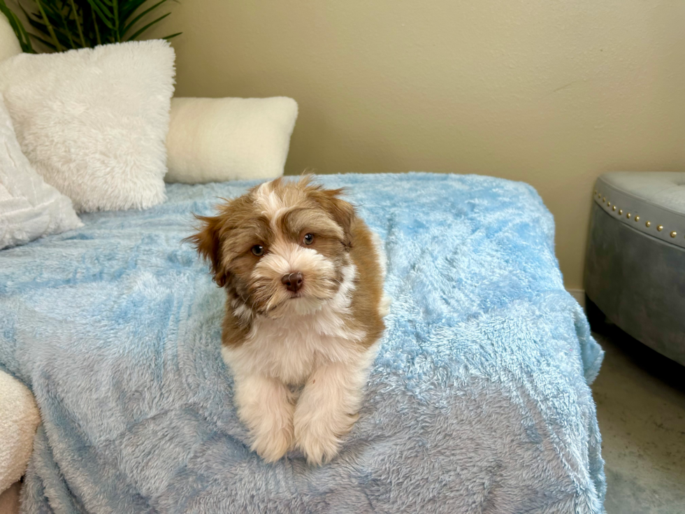 Havanese Pup Being Cute