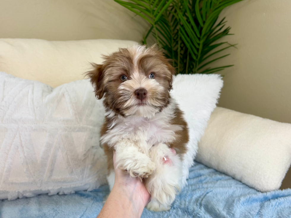 Cute Havanese Purebred Pup