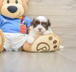 6 week old Havanese Puppy For Sale - Lone Star Pups