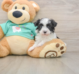 5 week old Havanese Puppy For Sale - Lone Star Pups