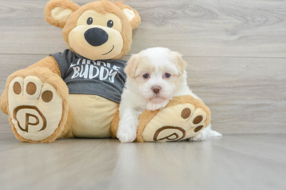 6 week old Havanese Puppy For Sale - Lone Star Pups