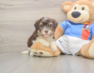 8 week old Havanese Puppy For Sale - Lone Star Pups