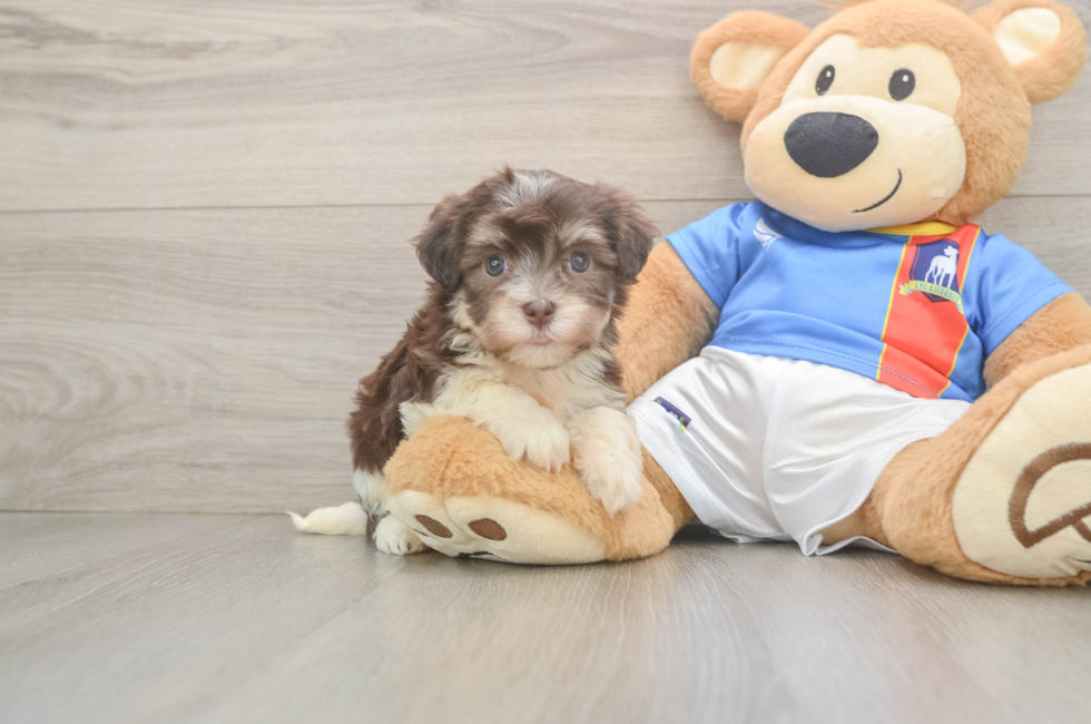 6 week old Havanese Puppy For Sale - Lone Star Pups