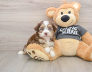 5 week old Havanese Puppy For Sale - Lone Star Pups