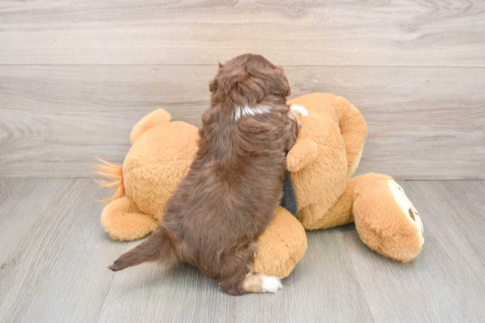 Funny Havanese Purebred Pup
