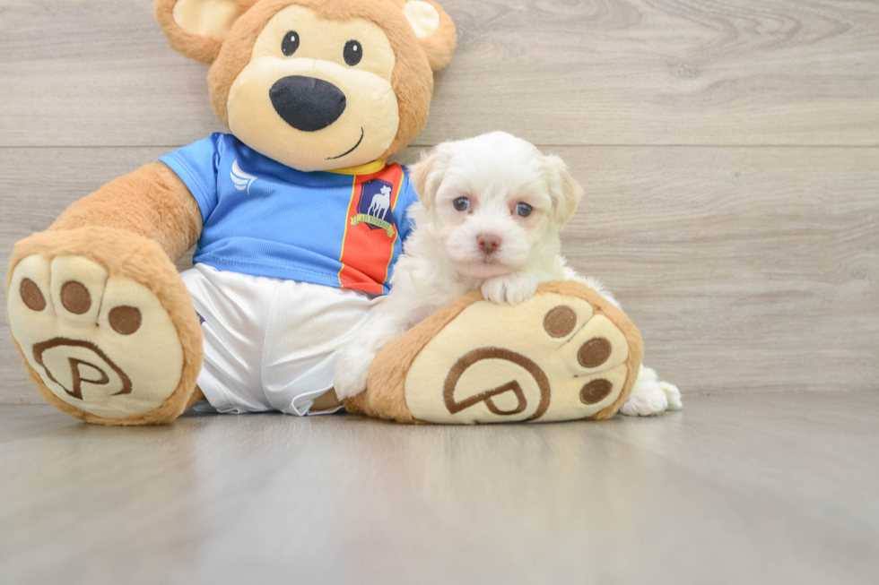 Best Havanese Baby