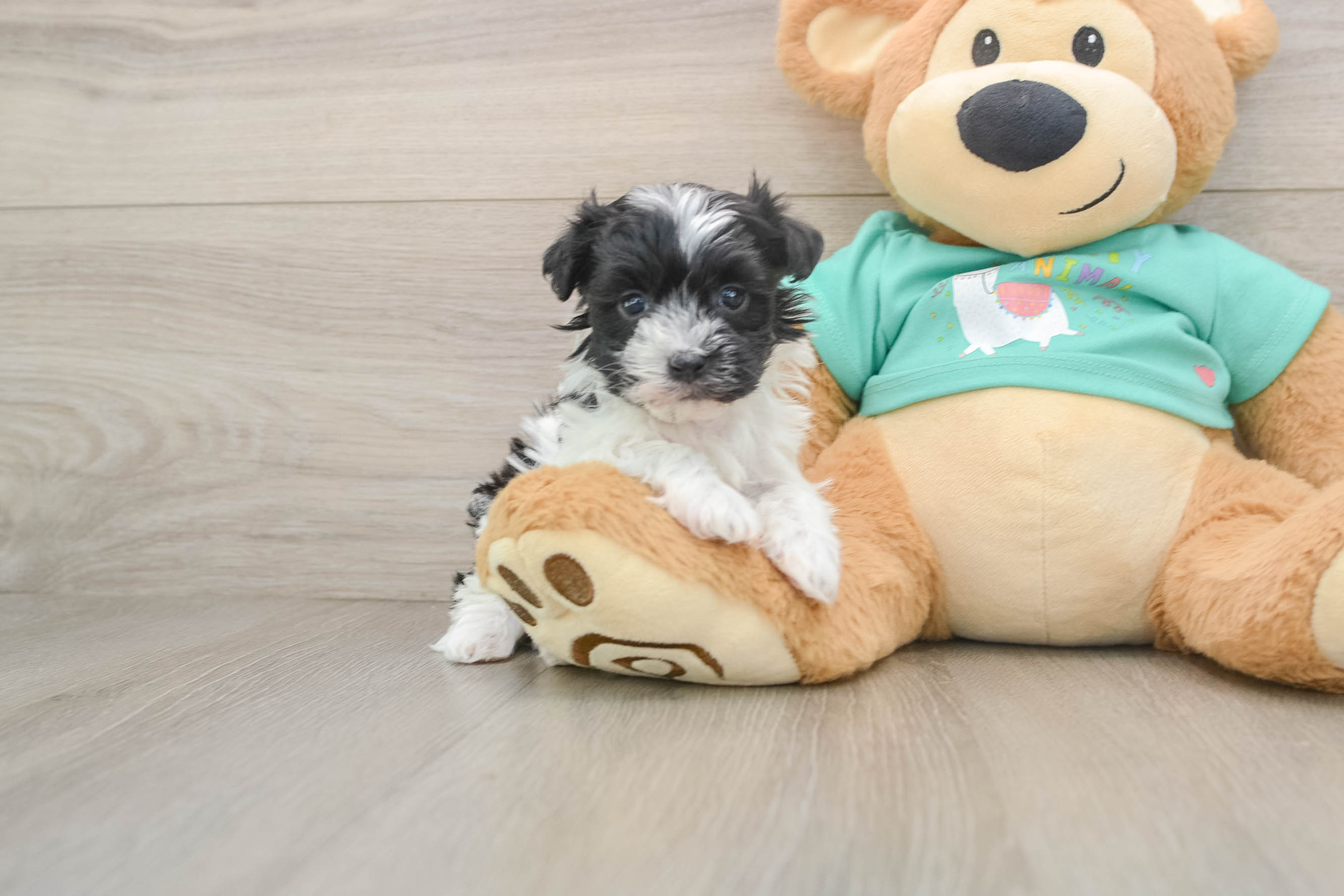 Havanese Pup Being Cute