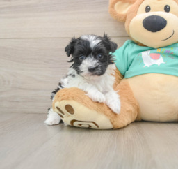 5 week old Havanese Puppy For Sale - Lone Star Pups