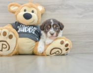 8 week old Havanese Puppy For Sale - Lone Star Pups