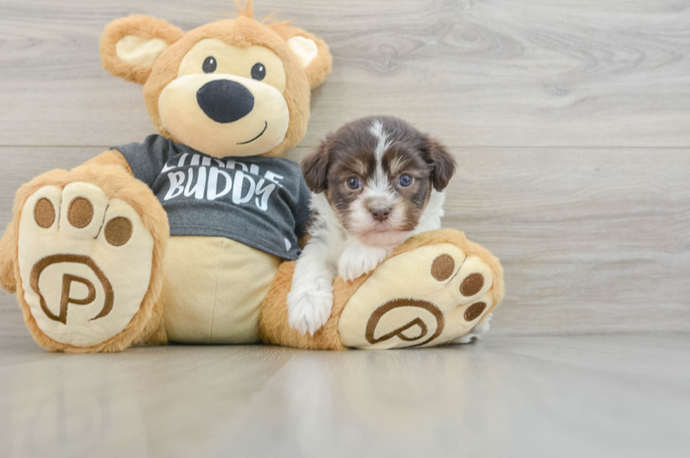 6 week old Havanese Puppy For Sale - Lone Star Pups