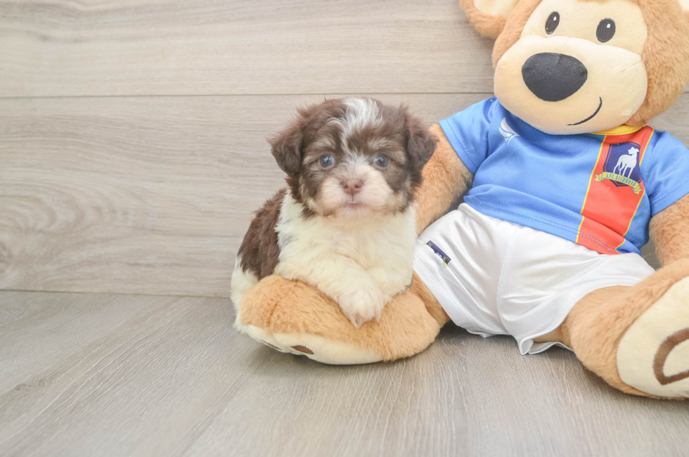 6 week old Havanese Puppy For Sale - Lone Star Pups