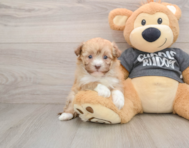 5 week old Havanese Puppy For Sale - Lone Star Pups