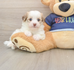 5 week old Havanese Puppy For Sale - Lone Star Pups