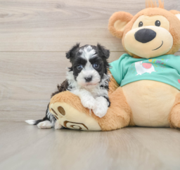 5 week old Havanese Puppy For Sale - Lone Star Pups