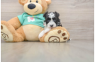 Havanese Puppy for Adoption