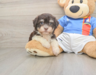 8 week old Havanese Puppy For Sale - Lone Star Pups