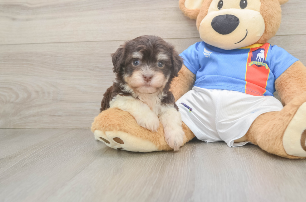 6 week old Havanese Puppy For Sale - Lone Star Pups