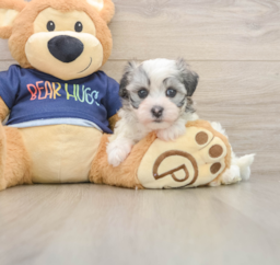 5 week old Havanese Puppy For Sale - Lone Star Pups
