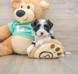 5 week old Havanese Puppy For Sale - Lone Star Pups