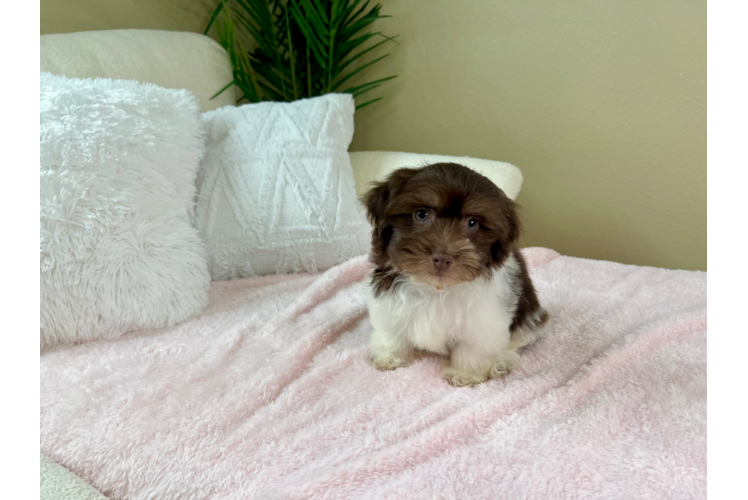 Havanese Pup Being Cute