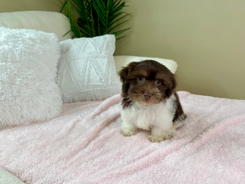 Havanese Pup Being Cute