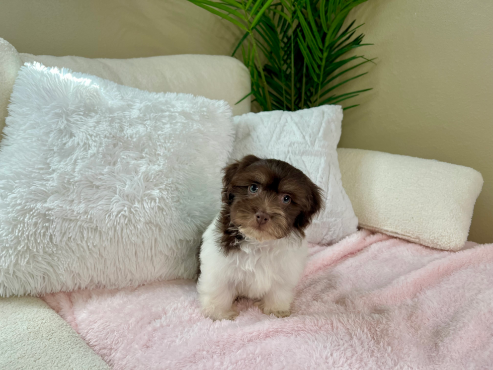 Cute Havanese Purebred Pup