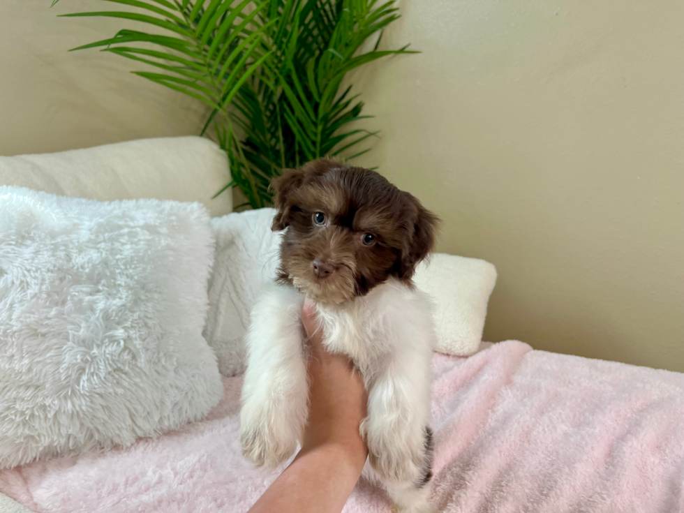 Cute Havanese Purebred Pup