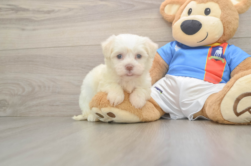 6 week old Havanese Puppy For Sale - Lone Star Pups