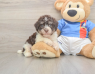 6 week old Havanese Puppy For Sale - Lone Star Pups