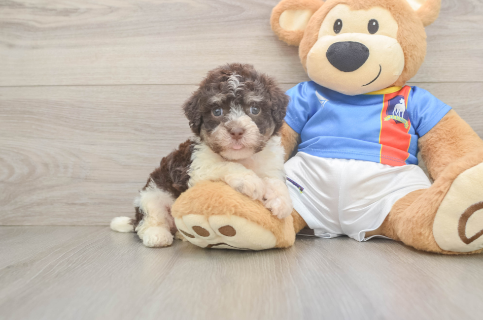 6 week old Havanese Puppy For Sale - Lone Star Pups