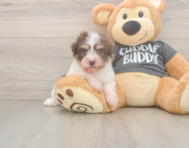 6 week old Havanese Puppy For Sale - Lone Star Pups