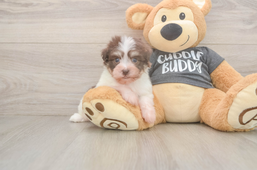 5 week old Havanese Puppy For Sale - Lone Star Pups